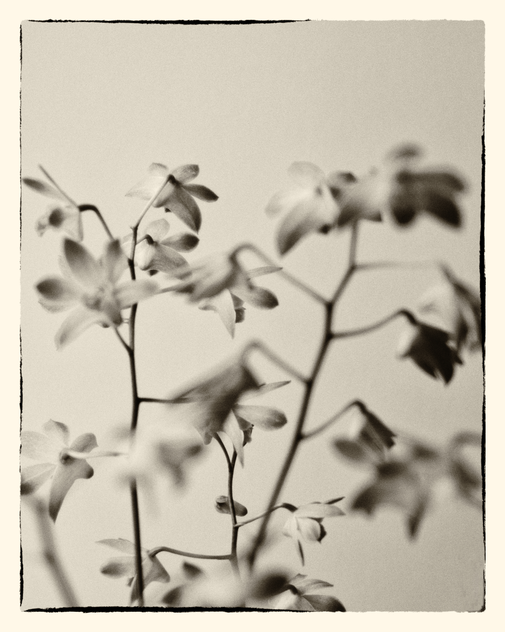 Dried rose on white linen